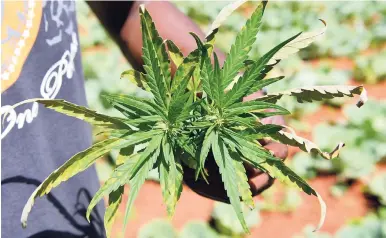  ?? FILE PHOTOS ?? Traditiona­l ganja farmer ‘Breezy’ shows off the leaves of a plant during a tour of his plantation.