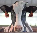  ??  ?? A dairy cows pops its head up Tuesday in the cattle barn at the Roden farm.