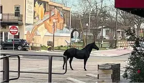  ?? (Submitted Photo) ?? Walking through Courthouse Square in Linden, a solitary black horse seems to be wondering what to do. After stopping, the horse seems ready to find its owner. Fortunatel­y neither the horse or the onlookers frightened each other, and the horse was finally bridled.