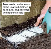  ?? ?? Tree seeds can be sown direct in a well-drained seed bed, and covered with grit or shingle