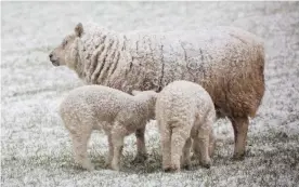  ??  ?? Bleat midwinter...ewe nursing lambs in freezing Tregaron, mid Wales