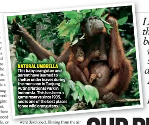  ??  ?? NATURAL UMBRELLA
This baby orangutan and parent have learned to shelter under leaves during the monsoon in Tanjung Puting National Park in Indonesia. This has been a game reserve since 1935, and is one of the best places to see wild orangutans.