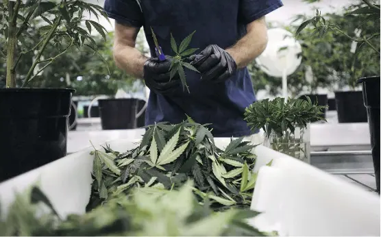  ?? SEAN KILPATRICK/THE CANADIAN PRESS FILES ?? Workers produce medical marijuana at Canopy’s Tweed facility in Smiths Falls, Ont. OTC Markets Group Inc.’s main and venture market now has 136 pot-related securities worth US$16 billion. That’s compared with 144 firms on Canadian exchanges valued at about $57 billion, including Canopy, which is worth $12.2 billion.