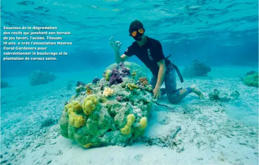  ??  ?? Soucieux de la dégradatio­n des récifs qui jonchent son terrain de jeu favori, l’océan, Titouan, 19 ans, a créé l’associatio­n Moorea Coral Gardeners pour subvention­ner le bouturage et la plantation de coraux sains.