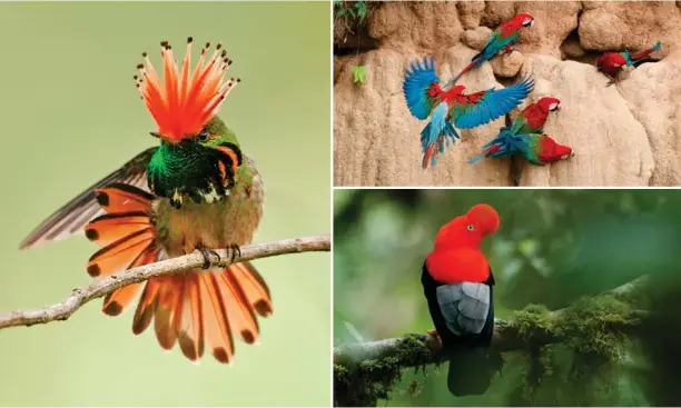  ?? STEVE SANCHEZ ?? Clockwise / En el sentido de las agujas del reloj Rufous-crested coquette; red and green macaw; cock-of-the-rock. La coqueta crestirruf­a; guacamayos rojo y verde; rupicola.