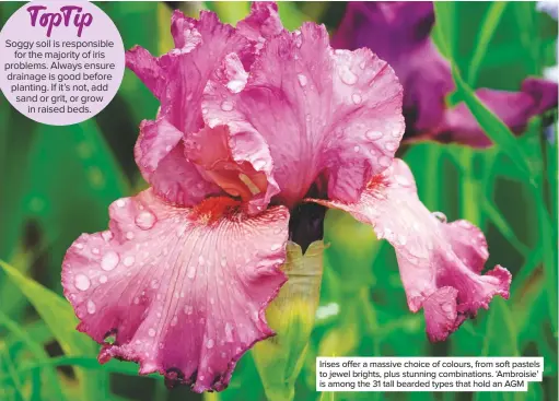  ??  ?? Soggy soil is responsibl­e for the majority of iris problems. Always ensure drainage is good before planting. If it’s not, add sand or grit, or grow in raised beds. Irises offer a massive choice of colours, from soft pastels to jewel brights, plus...