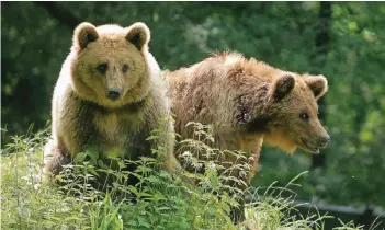 ?? FOTO: KN ?? Zwei Braunbären wie diese wurden im Zoo von Aalborg eingeschlä­fert, weil die Haltung nicht mehr den aktuellen Anforderun­gen entspreche, so die Begründung. Die Aufregung darüber ist groß.