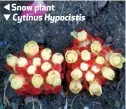  ??  ?? Snow plant Cytinus Hypocistis