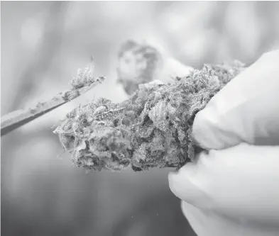  ?? DARRYL DYCK / THE CANADIAN PRESS ?? A vendor trims marijuana with scissors during the annual 4-20 cannabis culture celebratio­n at Sunset Beach in Vancouver on April 20. “Simply put, cannabis should not be used by young people,” says Dr. Diane Kelsall.