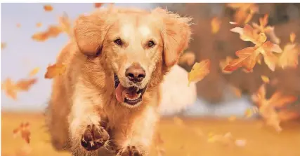  ?? FOTO: THINKSTOCK ?? Im Herbst sind jagdbegeis­terte Hunde besonders aktiv. Dann hauen die Vierbeiner gerne auch mal ab.