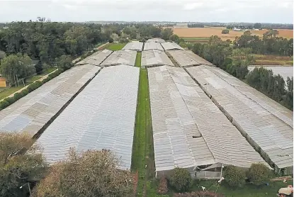  ?? Policía bonaerense ?? Los 15 galpones de tipo invernader­o usados para el cultivo ilegal