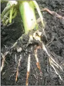  ?? Courtesy ?? Both photos above are examples of rootworm feeding. This feeding opens the door for pathogens to infect the roots which inhibits growth both vertically and laterally, and therefore compromisi­ng the plant’s ability to pull water and nutrients and jeopardize­s the plant’s ability to stand until harvest. At the center of the left photo, a rootworm is attached to corn roots. At right, roots on the right side of the stalk base are completely gone, destroyed by rootworms.