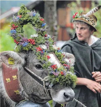  ?? FOTO: KARL-JOSEF HILDENBRAN­D/DPA ?? Herausgepu­tzt, aber ohne Publikum: Hirten und Rinder waren bei den Viehscheid­en wie hier im Ostrachtal bei Bad Hindelang anders als sonst fast unter sich. Grund sind die Corona-Auflagen für Veranstalt­ungen.