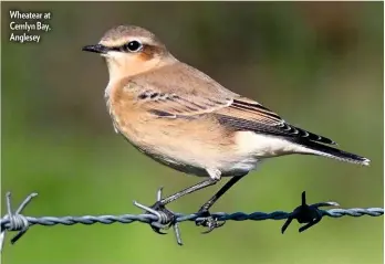  ??  ?? Wheatear at Cemlyn Bay, Anglesey