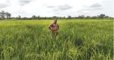  ??  ?? OUINHI, Benin: Cultivator Janvier R stands in a rice field in a “Smart-Valleys” benefittin­g from a new irrigation system on Nov 21, 2016. — AFP