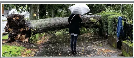  ??  ?? Lucky escape: This tree was blown over in Broomhill, Glasgow, yesterday – but missed pedestrian­s