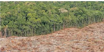  ?? FOTO: MARCELO SAYAO/DPA ?? Der Regenwald im Amazonasge­biet in Brasilien wird wegen des Sojaanbaus immer weiter abgeholzt.