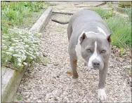  ?? Keith Bryant/The Weekly Vista ?? Lou Jasper’s blue pit, Jade, takes a stroll through the garden.