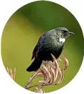  ?? ?? Squadrons of tūī have been staging aerial displays out the back of Denise Irvine’s house.