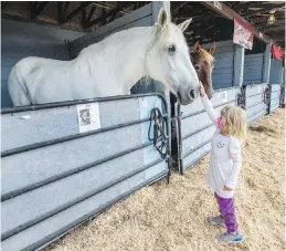  ?? DARREN STONE, TIMES COLONIST ?? Five-year-old Vanessa Ceator visits with King, a 22-year-old Tally-Ho Carriage Tours horse at the Saanich Fair.