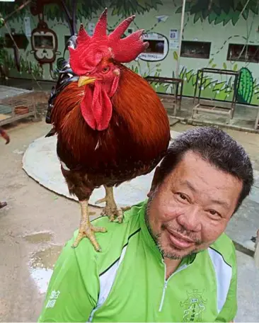  ??  ?? Tai Kor the rooster has a commanding view of the surroundin­gs, perched on P.H. Chew’s shoulder.