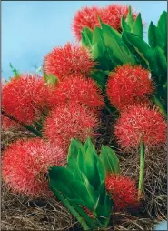  ?? TNS ?? The African blood lily is also known as fireball lily and football lily.