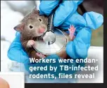  ?? ?? Workers were endangered by TB-infected rodents, files reveal