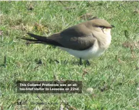  ??  ?? This Collared Pratincole was an alltoo-brief visitor to Leasowe on 22nd.