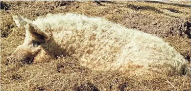  ?? SOUTHERN CHARM GROWING FARM ?? This blonde Mangalitsa heritage pig from Southern Charm Growing Farm in Elmwood has a woolly, almost sheeplike coat.