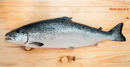  ??  ?? Above: Scottish salmon