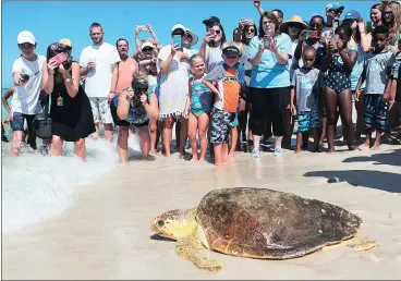  ?? Picture: AP ?? HOPE: A loggerhead turtle is released back into the sea after being treated for pneumonia at Gulf World Marine Institute in Inlet Beach, Florida. Sea turtles are lumbering back from the brink of extinction, a new study says.