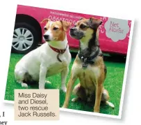  ??  ?? Miss Daisy and Diesel, two rescue Jack Russells.