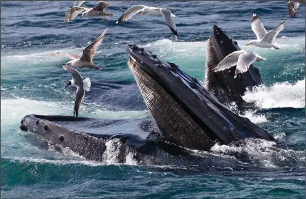  ?? (File Photo/AP/J. Scott Applewhite) ?? Humpback whales feed July 9, 2014, at the Stellwagen Bank National Marine Sanctuary off Cape Cod near Provinceto­wn, Mass.