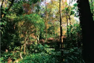  ??  ?? 图 3 白云山蒲谷雨林植物景­观