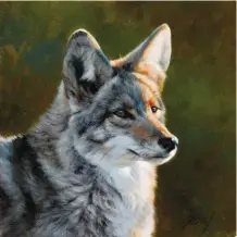  ??  ?? Coyote Portrait, oil, 12 x 12”