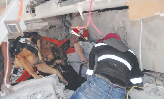  ?? Picture: AP ?? Rescue workers and a trained dog search for children trapped inside the collapsed Enrique Rebsamen school in the Coapa area of Tlalpan, Mexico City. At least 53 people have been found alive inside collapsed buildings after rescue operations began...