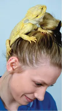  ??  ?? This picture shows Brooke Winters with her pet 'Mario', a bearded dragon, sitting on her head at the pet shop where she works in Sydney.