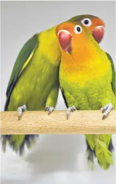 ?? FOTO: DPA ?? Unzertrenn­liche werden auch Lovebirds genannt.
