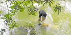  ?? —POLICE PHOTO ?? WRAPPED WITH TAPE The body of 14-year-old Reynaldo “Kulot” de Guzman, his head wrapped with packing tape, was retrieved from a river in Nueva Ecija province, 19 days after he and his friend Carl Arnaiz, 19, were last seen in Caloocan City on Aug. 17, 2017. Two officers were found guilty of torturing Arnaiz and De Guzman, but one escaped life imprisonme­nt when he died during trial.