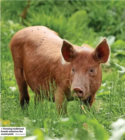  ?? Martin Burton ?? > Farming traditiona­l breeds enhances the countrysid­e