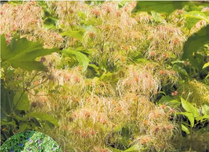  ?? Photo / Getty Images ?? Clematis vitalba (old man’s beard) is an invasive pest.