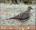  ?? Special to the Democrat-Gazette/JERRY BUTLER ?? With its slender, pointed tail feathers and smallish head, the mourning dove is commonly seen in Arkansas.