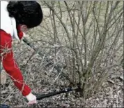  ?? LEE REICH VIA AP ?? This shows a shrub being pruned in New Paltz, N.Y. Maintain a natural, graceful form to a flowering shrub with renewal pruning, starting with lopping back some of the oldest stems to ground level.