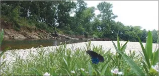  ??  ?? A butterfly finds shoreline flowers attractive along Little Sugar Creek near Jane, Mo.