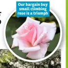  ??  ?? Our bargain buy small climbing rose is a triumph