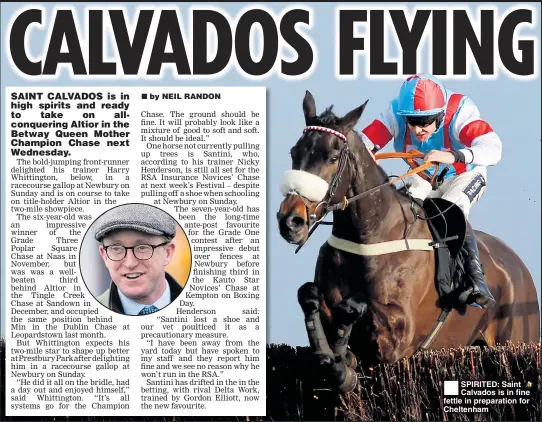  ??  ?? SPIRITED: Saint Calvados is in fine fettle in preparatio­n for Cheltenham