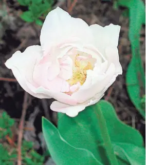  ?? LEE REICH VIA AP ?? Angelique is a variety of tulip that not only bears beautiful blossoms, but also will repeat the show year after year with a minimum of care.