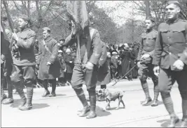  ?? Connecticu­t State Library ?? The Associated Press War dog Stubby at a homecoming parade April 30, 1919, for World War I veterans in Hartford, Conn. The dog gave troops warning of chemical shellings.