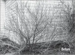  ??  ?? This is a before and after demonstrat­ion of the effects of pruning. This honeysuckl­e lost a third of its branches, but still has a natural shape.