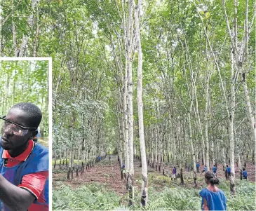  ?? PHOTOS BY AFP ?? ABOVE
Trainees walk among hevea trees as they learn to harvest latex rubber in a plantation at Sikensi, some 50 kms north-west of Abidjan.